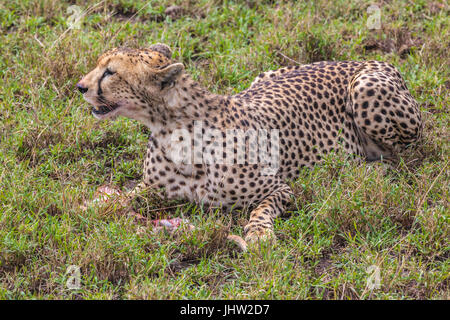 Guépard mangeant son repas dans le parc national du Serengeti, Tanzanie, Afrique de l'est Banque D'Images
