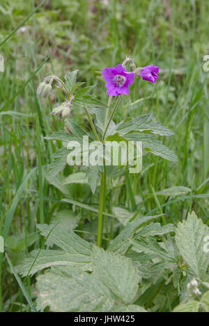 Géranium sanguin (Geranium sylvaticum bois) Banque D'Images