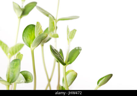 Les semis de soja plus blanc, libre. Les jeunes plantes de soja, les germes et les Leafs ont germé de Glycine max, une légumineuse, d'oléagineux et de légumineuses. Les cotylédons. Banque D'Images