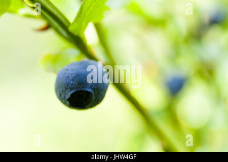 Vue rapprochée de venu les bleuets (Vaccinium myrtillus) sur fond vert frais contre bush communiqué de modèle : N° des biens : Non. Banque D'Images