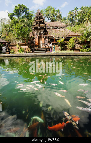 Poissons Koi en piscine à Pura Temple Tirta Empul, Tampaksiring, Bali, Indonésie Banque D'Images