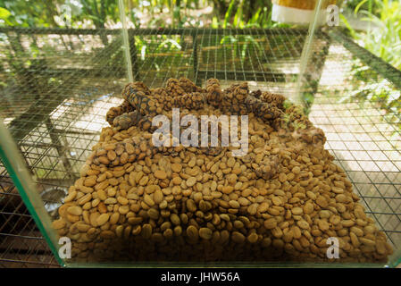 Luwak coffee dans les matières fécales des Palm Asie Indonésie Bali de civette. Banque D'Images