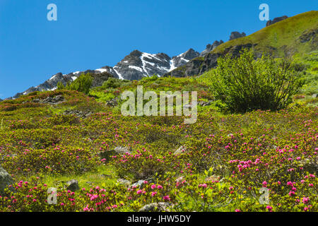 Roses alpines en vert paysage de montagne en été à Galtur, Autriche. Banque D'Images