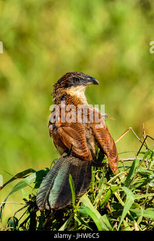 Burchell juvénile (Centropus burchelli Coucal) perché sur un petit arbre dans le Parc National Kruger, Afrique du Sud Banque D'Images