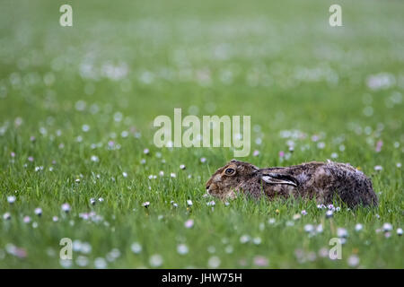 Près d'un lièvre Brun (Lepus europaeus) s'étendre dans un champ couvert de Daisy, avec une faible profondeur de champ Banque D'Images