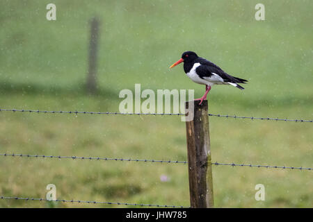 Seul huîtrier pie (Haematopus ostralegus) debout sur un piquet de vigilance sous la pluie battante Banque D'Images