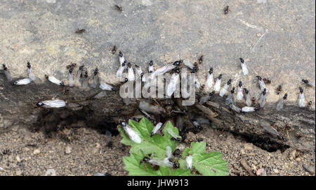 Battant les fourmis sortent de leur nid sous le pavage gifles sur un 'flying ant day' à la mi-été. Banque D'Images