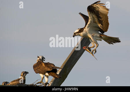 Osprey femelle et mâle Watch the Fly in avec des poissons Banque D'Images