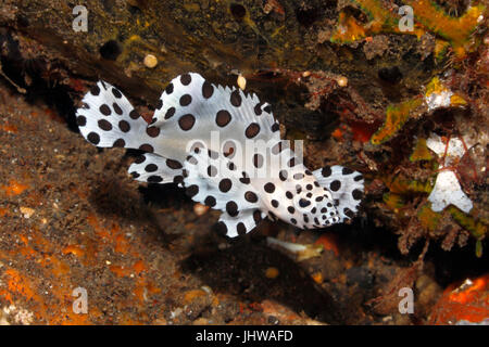 La Loche juvénile, également connu sous le nom de mérou à bosse, Pantherfish ou Panther, mérou Cromileptes altivelis, Tulamben, Bali, Indonésie. La mer de Bali, JE Banque D'Images