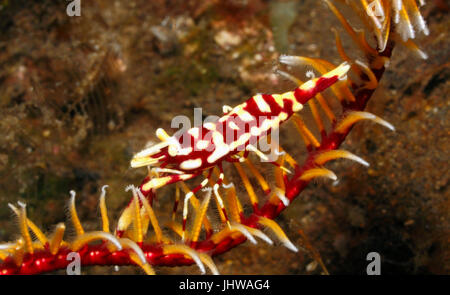 Leopard crinoïde crevettes, Laomenes pardus. Tulamben, Bali, Indonésie. La mer de Bali, de l'Océan Indien Banque D'Images