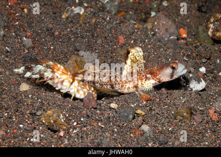 Shrimpgoby Tomiyamichthys oni, Monster, avec un tigre, Alpheus bellulus Crevette pistolet. Tulamben, Bali, Indonésie. La mer de Bali, de l'Océan Indien Banque D'Images