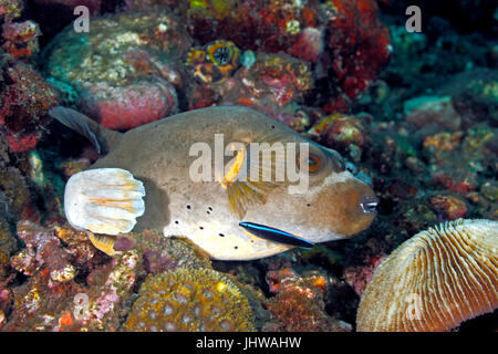 Épinoche tachetée Puffer, Arothron nigropunctatus, avec Bluestreak Cleaner Wrasse juvénile, Labroides dimidiatus. Tulamben, Bali, Indonésie. La mer de Bali, Indi Banque D'Images