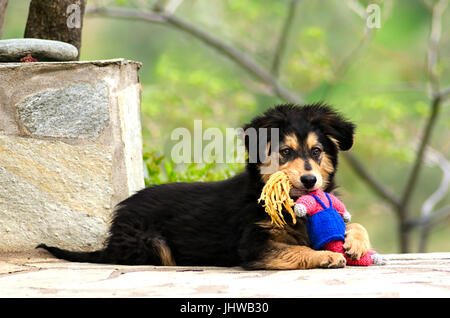 Puppy lying outdoors avec un jouet dans son museau Banque D'Images