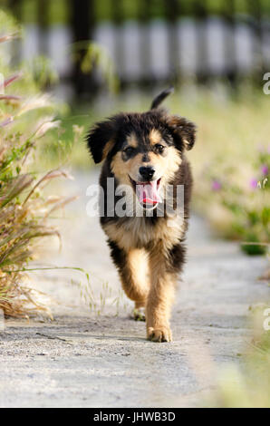 Vue frontale d'un chiot courir vers l'appareil photo Banque D'Images