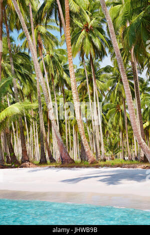 Plage tropicale avec palm grove, Kood island, Thaïlande Banque D'Images