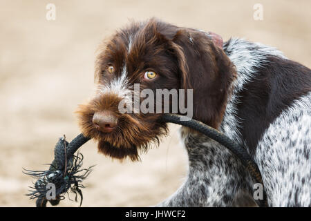 Braque Allemand chiot avec une corde dans ses dents Banque D'Images