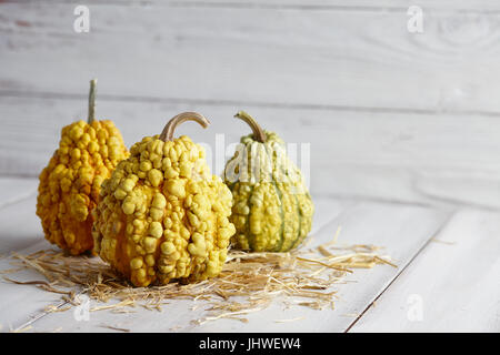 Warty halloween pumpkins sur bandes blanches, décorations de Noël Banque D'Images