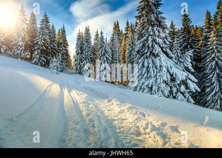 Fantastic winter landscape with snowy pine trees Banque D'Images