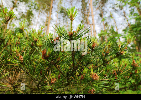 La nouvelle croissance sur Scots ou Scotch pine Pinus sylvestris les branches d'arbres. Les jeunes conifères à feuilles persistantes plante poussant dans la forêt. Occidentale, la Pologne. Banque D'Images