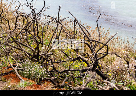 Les branches d'arbre noir mose brûlés de l'ajonc le feu sur des falaises en Irlande Dublin Howth Banque D'Images