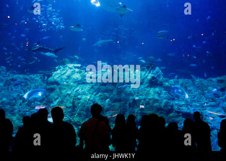 Silhouette de personnes debout en face d'un immense aquarium Ocean Park, Hong Kong, Chine. Banque D'Images