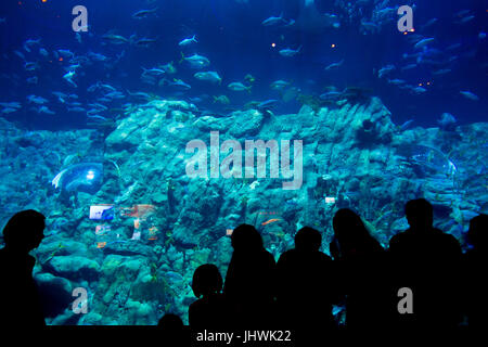 Silhouette de personnes debout en face d'un immense aquarium Ocean Park, Hong Kong, Chine. Banque D'Images