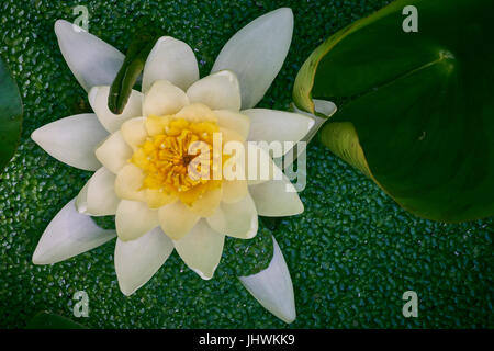 Fleur de nénuphar blanc d'en haut Banque D'Images