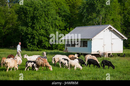 Agriculteur de champ avec les moutons, poulailler à proximité Banque D'Images