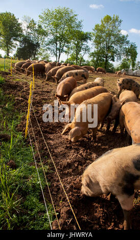 Nettoyer les porcs creuser dans la saleté, electric wire fence Banque D'Images