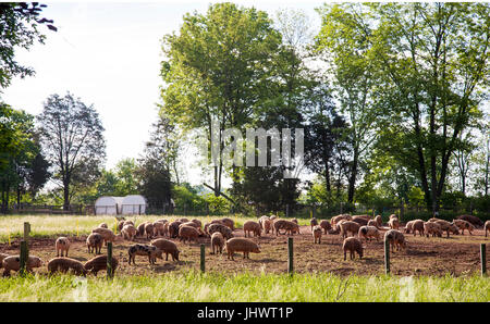 Les porcs au pâturage dans le champ clos sur petite ferme Banque D'Images