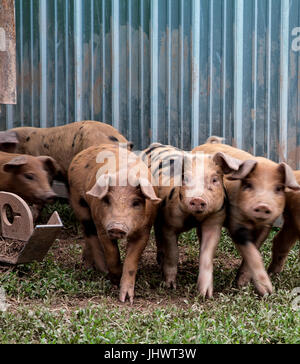 Trois petits cochons Banque D'Images