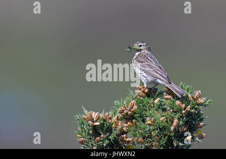 Meadow Pipit spioncelle - Anthus pratensis, situé sur Gorse-Ulex europaeus, avec de la nourriture. Uk Banque D'Images