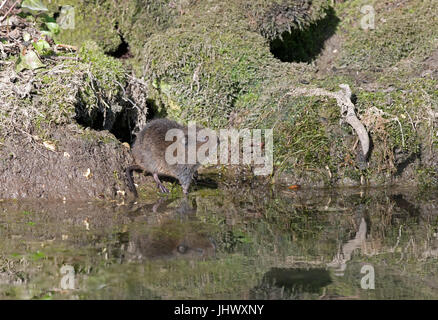 - Arvicola amphibius Campagnol de l'eau à côté d'un ruisseau. Uk Banque D'Images