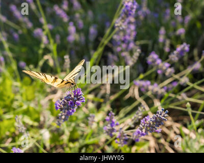 Porte-queue (Papilio européenne machaon) sur fleur de lavande. Banque D'Images