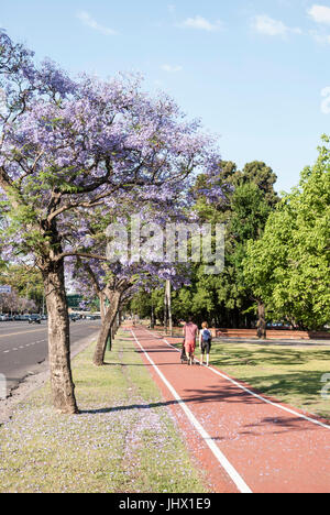 Buenos Aires, Argentine, au printemps. Un jeune couple en train de marcher dans le Parque 3 de febrero en vertu de jacarandas. Bois de Palermo Banque D'Images