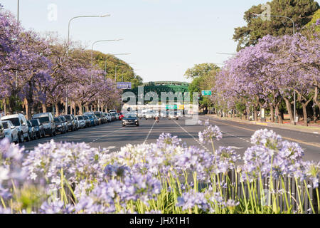 Buenos Aires, Argentine, au printemps. Agapanthus Blue jacarandas et dans les rues. Quartier de Palermo Banque D'Images