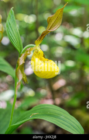 Yellow Lady's Slipper en fleur Banque D'Images