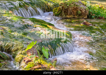 L'eau limpide de Mele Creek - Port Vila, l'île d'Efate, Vanuatu Banque D'Images