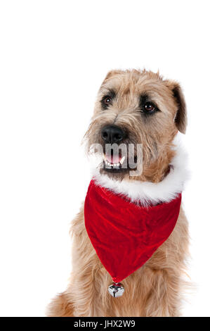 Belle maison de vacances de Chien Marron Foulard Bandana avec Noël Jingle Bell à la caméra vers isolé sur blanc. Banque D'Images