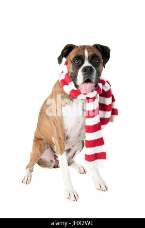 Beau chien marron en rouge et blanc, maison de vacances à Écharpe de Noël vers la caméra isolé sur blanc. Banque D'Images