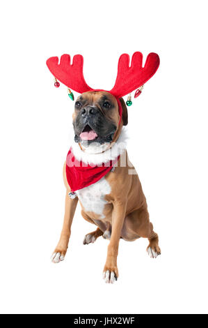 Belle maison de vacances de Chien Marron Foulard Bandana avec Noël Jingle Bell et Reindeer Antlers looking up isolé sur blanc. Banque D'Images