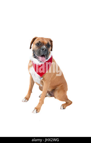 Belle maison de vacances de chien Boxer Marron Foulard Bandana avec Noël Jingle Bell à la caméra vers isolé sur blanc. Banque D'Images