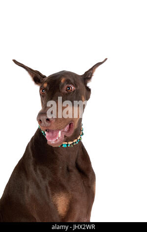 Beau Portrait de brun et tan Dobermann chien avec la bouche ouverte, smiling isolé sur blanc. Banque D'Images