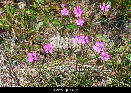 Rose de jeune fille, Dianthus deltoides, fleurs Banque D'Images