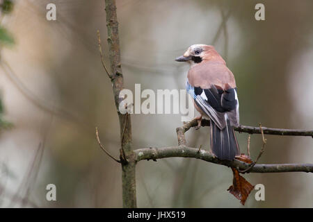 Jay (Garrulus glandarius) perché sur arbre à Tehidy Woods Country Park, Cornwall Banque D'Images