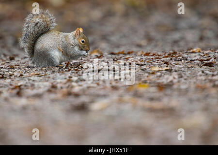 L'Écureuil gris (Sciurus carolinensis) à Tehidy Woods Country Park, Cornwall Banque D'Images