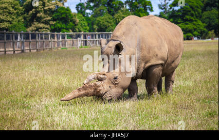 Le Woburn Safari Rhinoceros Banque D'Images