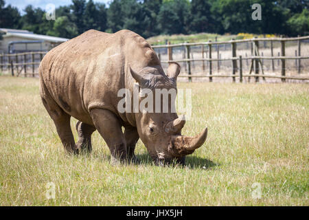 Le Woburn Safari Rhinoceros Banque D'Images