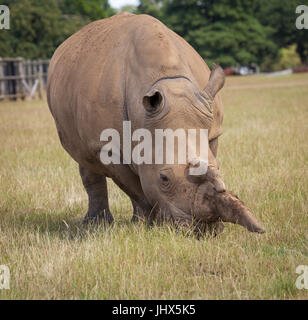 Le Woburn Safari Rhinoceros Banque D'Images