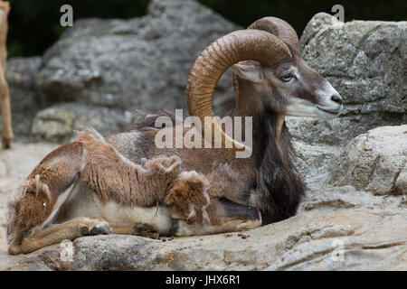 Une photographie d'un mouton sauvage, connu comme le mouflon, assis sur les rochers et de manger. Banque D'Images